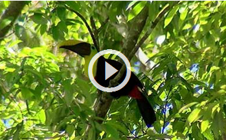 Costa-Rica-video